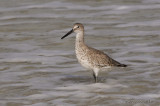 Willet1550b.jpg