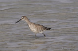 Willet1555b.jpg