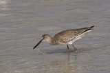 Willet1562b.jpg