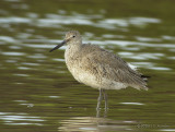 Willet4607b.jpg