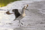 Willet12857b.jpg