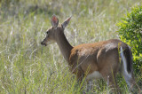Deer1693b.jpg