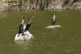 DoublecrestedCormorant2331b.jpg