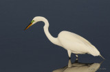 GreatEgret2192b.jpg