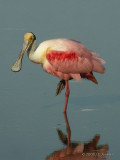 RoseateSpoonbill4783b.jpg