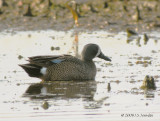 BluewingedTeal5132b.jpg