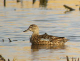 BluewingedTeal5166b.jpg