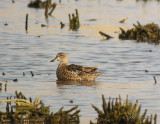 BluewingedTeal5174b.jpg