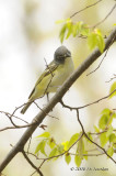 BlueheadedVireo4173b.jpg