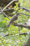 LeastFlycatcher5549b.jpg