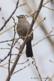 GrayCatbird4837b.jpg