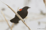 RedwingBlackbird5518b.jpg