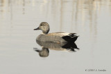 Gadwall5086b.jpg