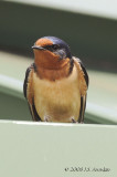 BarnSwallow5009b.jpg