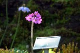 BTU110508 bloemg 85mo.jpg