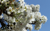 Spring Cherry Blooms