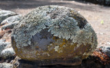 In Stony Fields Lichens Do Grow