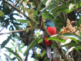 Baird’s Trogon