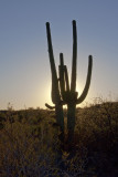 Saguaro Sunset