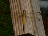 Golden-winged Skimmer - <i>Libellula auripennis</i>