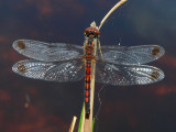 Red-veined Pennant - <i>Celithemis bertha</i>