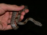 Gray Rat Snake - <i>Elaphe obsoleta spiloides</i>