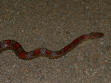Corn Snake - <i>Elaphe guttata guttata</i>