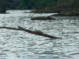Black-knobbed Map Turtle - <i>Graptemys nigrinoda</i>