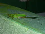 Katydid