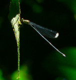 Helicopter Damsel - Megaloprepus sp.
