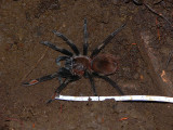 Tarantula