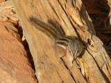 Uinta Chipmunk - <i>Eutamias umbrinus</i>