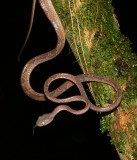 Blunt-headed Vine Snake - <i>Imantodes cenchoa</i>