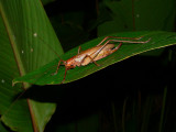 Katydid