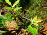 Whiptail - Ameiva festiva