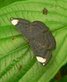 White-spotted Emesis - Emesis aurimna