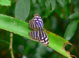 Whitened Bluewing - Myscelia cyaniris cyaniris