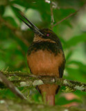 Rufous-tailed Jacamar - Galbula ruficauda