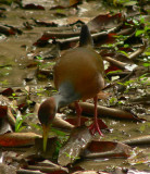 Gray-necked Wood Rail - Aramides cajanea