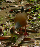 Gray-necked Wood Rail - <i>Aramides cajanea</i>