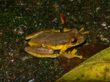 Olive-snouted Treefrog - <i>Scinax elaeochroa</i>