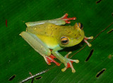 Scarlet-webbed Treefrog - <i>Hypsiboas rufitelus</i>