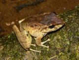 Fitzinger's Rain Frog - Craugastor fitzingeri