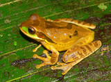 Masked Treefrog - Smilisca phaeota