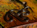 Orange-bellied Littersnake - Urotheca guentheri