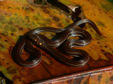 Orange-bellied Littersnake - <i>Urotheca guentheri</i>