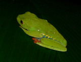 Red-eyed Leaf Frog - Agalychnis callidryas