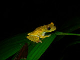 Scarlet-webbed Treefrog - <i>Hypsiboas rufitelus</i>