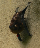 Greater White-lined Bat - Saccopteryx bilineata
