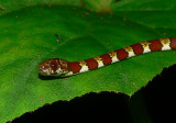 Ringed Slugeater - Sibon annulatus